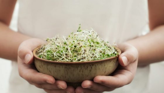 Hands with homegrown organic sprouts.